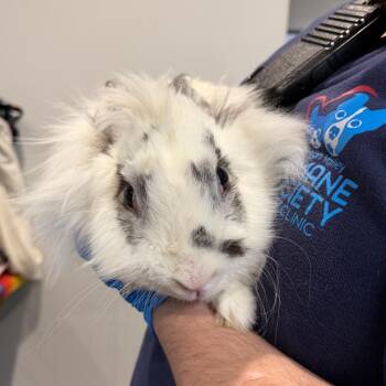 Lionhead Rabbits Available for Adoption - LVH-Stray-12546 | PetCurious