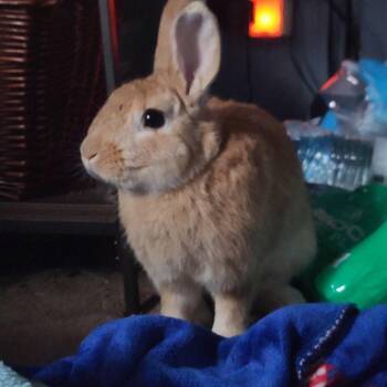 Rescue Bunny Rabbit Rabbits for Adoption in Gansevoort, New York - Croissant | PetCurious
