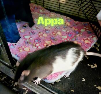 Rescue Rat Rats for Adoption in Pleasant View, Utah - Appa | PetCurious
