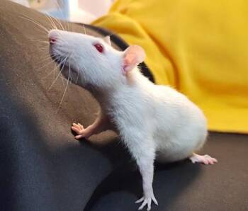 Rescue Rat Rats for Adoption in Auburn, Maine - Hera & Demeter | PetCurious