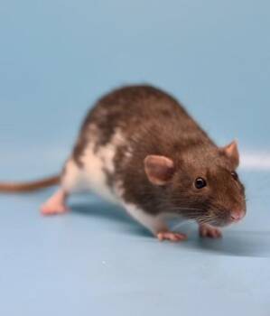 Rescue Rat Rats for Adoption in Richmond, Virginia - Althea | PetCurious