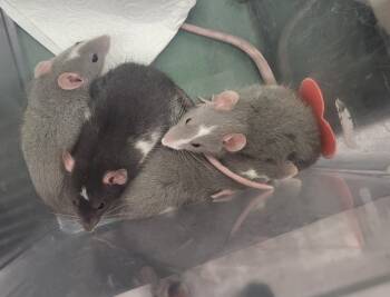 Rescue Rat Rats for Adoption in Crystal Lake, Illinois - Trixie | PetCurious