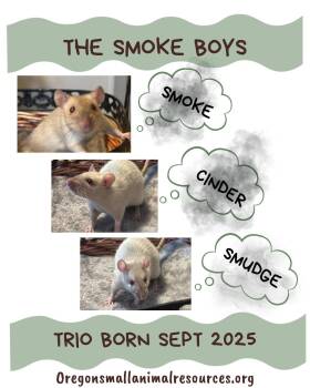 Rescue Rat Rats for Adoption in Springfield, Oregon - Smoke, Smudge & Cinder | PetCurious