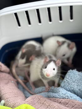Rescue Rat Rats for Adoption in Aurora, Illinois - April & May | PetCurious