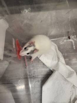 Rescue Rat Rats for Adoption in Village Of Lakewood, Illinois - Mildura | PetCurious