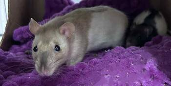 Rescue Rat Rats for Adoption in South Kingstown, Rhode Island - Betty And Baby | PetCurious