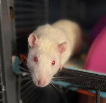 Rescue Rat Rats for Adoption in Richmond, Virginia - Copley, Fenway, & Kenmore | PetCurious