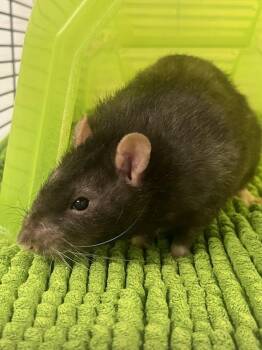 Rescue Rat Rats for Adoption in Manassas, Virginia - Viper (ID 48806/3488) | PetCurious