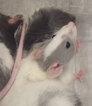Rescue Rat Rats for Adoption in Village Of Lakewood, Illinois - Bunbury | PetCurious