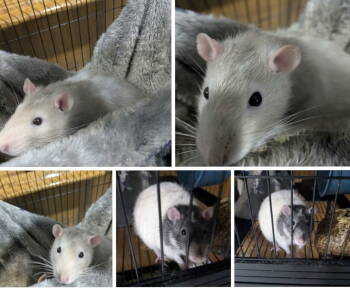 Rescue Rat Rats for Adoption in Aurora, Illinois - George And Lenny | PetCurious