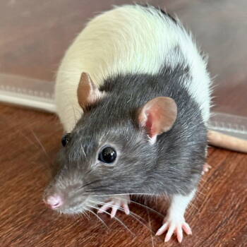 Rescue Rat Rats for Adoption in Jefferson, Wisconsin - August | PetCurious