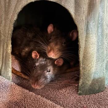 Rescue Rat Rats for Adoption in Scottsdale, Arizona - Goose, Merlin, And Skit | PetCurious