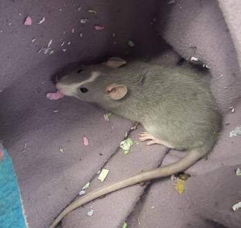 Rescue Rat Rats for Adoption in Crystal Lake, Illinois - Gabby Gabby | PetCurious