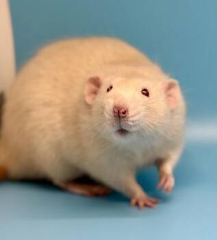 Rescue Rat Rats for Adoption in Richmond, Virginia - Warlock | PetCurious