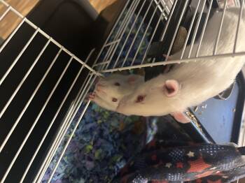 Rescue Rat Rats for Adoption in Faribault, Minnesota - Stravinsky | PetCurious