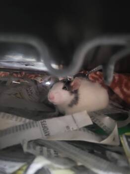 Rescue Rat Rats for Adoption in Crystal Lake, Illinois - Buzz | PetCurious