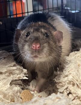 Rescue Rat Rats for Adoption in San Diego, California - Ronnie | PetCurious