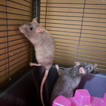 Rescue Rat Rats for Adoption in Pylesville, Maryland - Rory And Lorelai | PetCurious