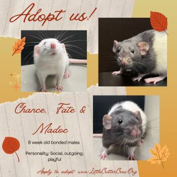 Rescue Rat Rats for Adoption in Eugene, Oregon - Chance, Twist, Madoc | PetCurious