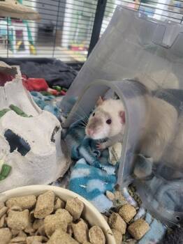 Rescue Rat Rats for Adoption in Crystal Lake, Illinois - Ned | PetCurious