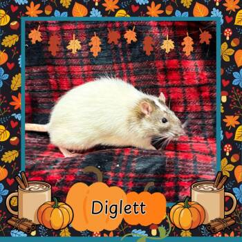 Rescue Rat Rats for Adoption in Elizabethtown, Kentucky - Diglett | PetCurious