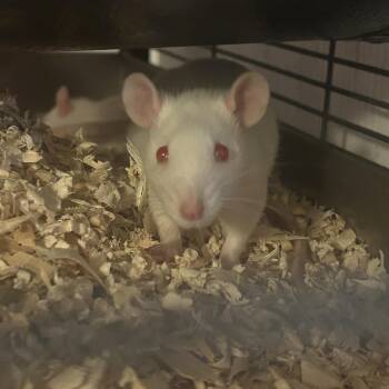Rescue Rat Rats for Adoption in Faribault, Minnesota - Beethoven | PetCurious