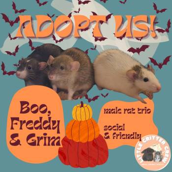 Rescue Rat Rats for Adoption in Eugene, Oregon - Boo, Freddy & Grim | PetCurious