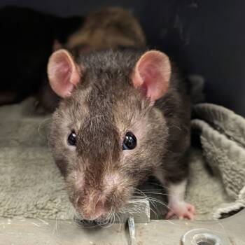 Rescue Rat Rats for Adoption in Des Moines, Iowa - Hugo | PetCurious