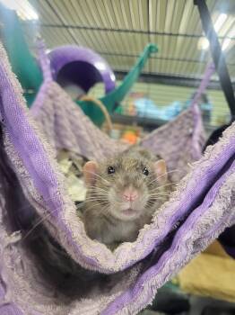Rescue Rat Rats for Adoption in Crystal Lake, Illinois - Gerald | PetCurious