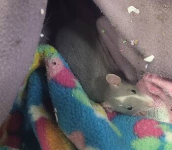 Rescue Rat Rats for Adoption in Crystal Lake, Illinois - Bonnie | PetCurious