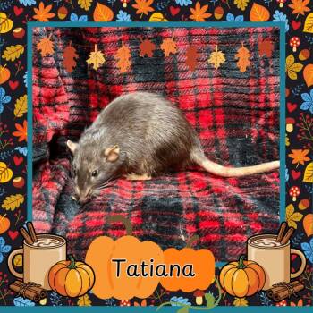 Rescue Rat Rats for Adoption in Elizabethtown, Kentucky - Tatiana | PetCurious