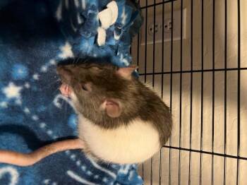 Rescue Rat Rats for Adoption in Scottsdale, Arizona - Dream | PetCurious