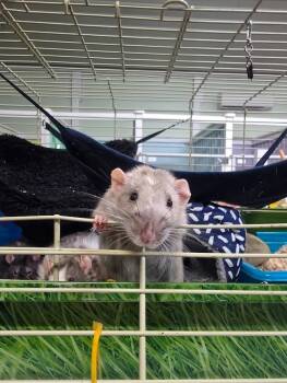 Rescue Rat Rats for Adoption in Crystal Lake, Illinois - Greg | PetCurious