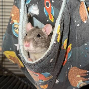 Rescue Rat Rats for Adoption in Pylesville, Maryland - Manny, Moe, And Jack | PetCurious