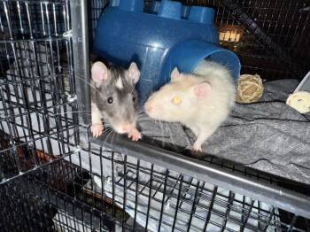 Rescue Rat Rats for Adoption in Scottsdale, Arizona - Parmesan And Nutella | PetCurious