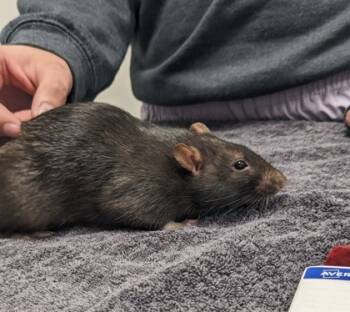 Rescue Rat Rats for Adoption in Cleveland, Ohio - Lorenzo | PetCurious