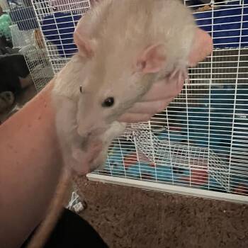 Rescue Rat Rats for Adoption in Scottsdale, Arizona - Monkey,Ape,Chimp, And Gorilla | PetCurious