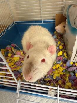 Rescue Rat Rats for Adoption in Smithtown, New York - Bubba & Rizzo | PetCurious