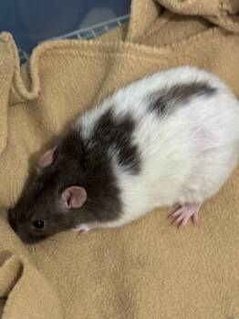 Rescue Rat Rats for Adoption in Indianapolis, Indiana - Carry-On | PetCurious