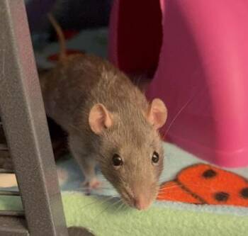 Rescue Rat Rats for Adoption in Richmond, Virginia - Sabrina | PetCurious