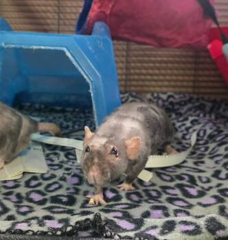 Rescue Rat Rats for Adoption in Crystal Lake, Illinois - Jan | PetCurious