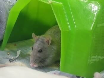 Rescue Rat Rats for Adoption in Village Of Lakewood, Illinois - Olsen | PetCurious