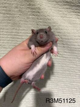 Rescue Rat Rats for Adoption in Howell Township, New Jersey - Baby Boy Rats | PetCurious