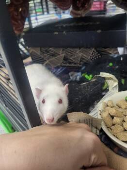 Rescue Rat Rats for Adoption in Crystal Lake, Illinois - Chef | PetCurious
