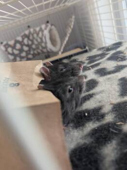 Rescue Rat Rats for Adoption in Auburn, Maine - Loki & Thor | PetCurious