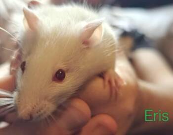Rescue Rat Rats for Adoption in Auburn, Maine - Eris | PetCurious
