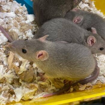 Rescue Rat Rats for Adoption in Aurora, Colorado - BOULDER | PetCurious
