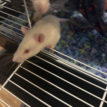 Rescue Rat Rats for Adoption in Faribault, Minnesota - Chopin | PetCurious