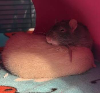 Rescue Rat Rats for Adoption in Richmond, Virginia - Cleric | PetCurious