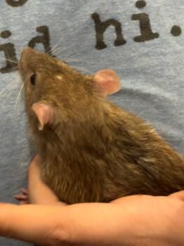 Rescue Rat Rats for Adoption in Indianapolis, Indiana - Hokum | PetCurious